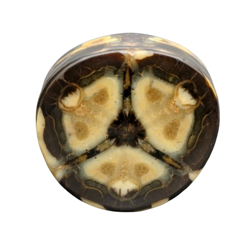 Septarian - crystinfo.com